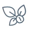 Walnut icon